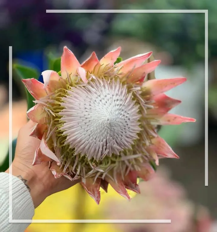 LS Flower Design