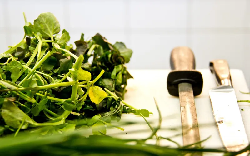 Sprout Catering