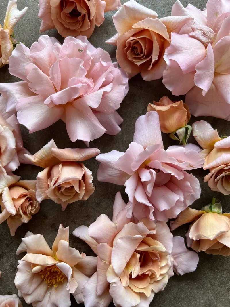Sugar Bee Flowers