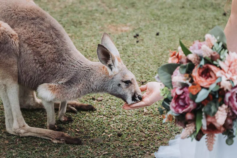 Currumbin Wildlife Sanctuary photo