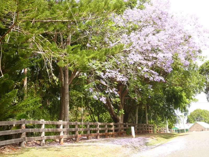 Down Converys Lane
