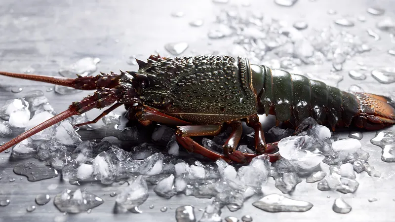 Fresh Australian rock lobster on ice