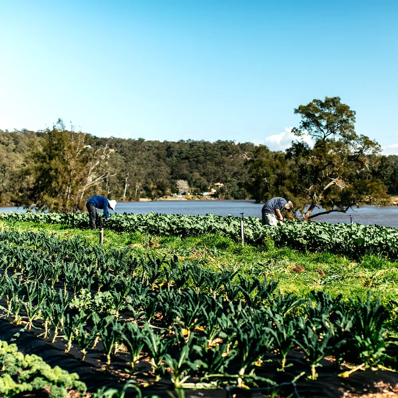 Gardeners harvesting vegetables in the riverfront kitchen garden at Stix Farm by PEARL