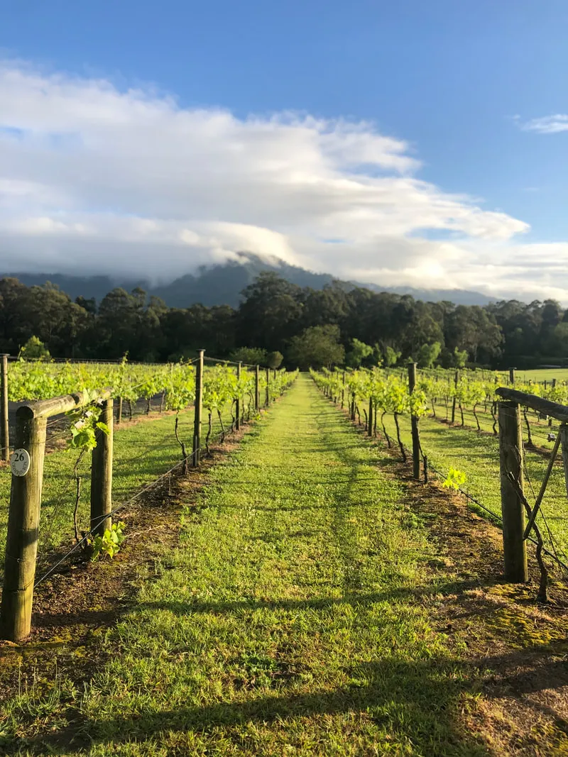 Cambewarra Estate photo