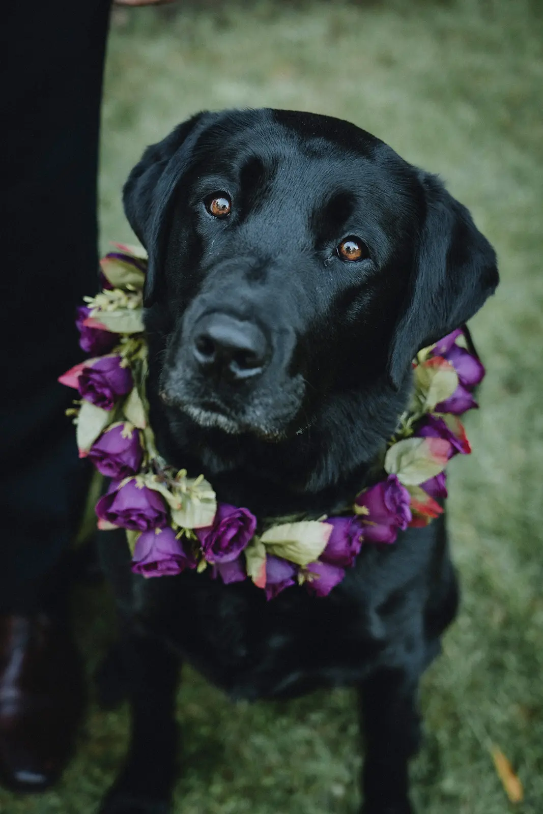 Mrs Barker’s Pet Services video thumbnail