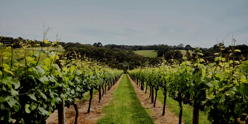 Montalto Vineyard & Olive Grove
