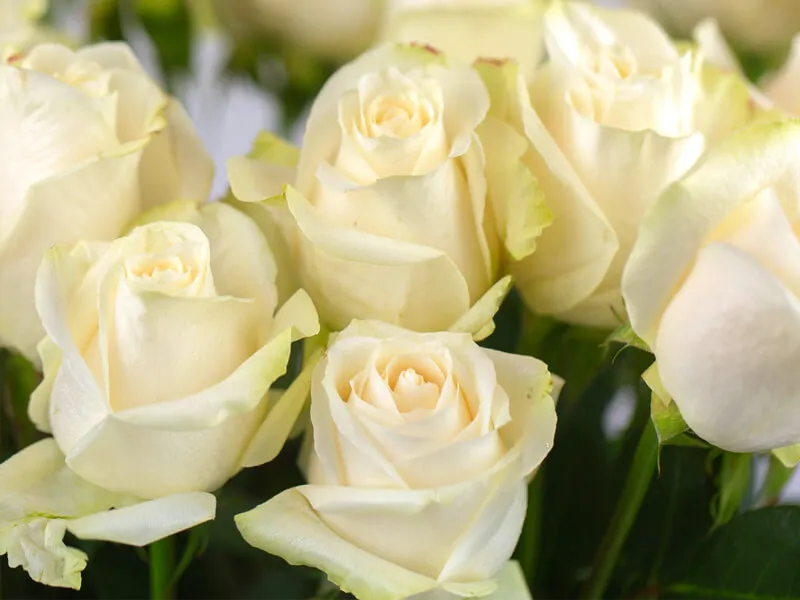 Vivienne Warren - Celebrant for All Occasions