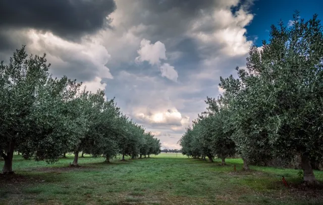 Bridgeward Grove Olives & Art photo