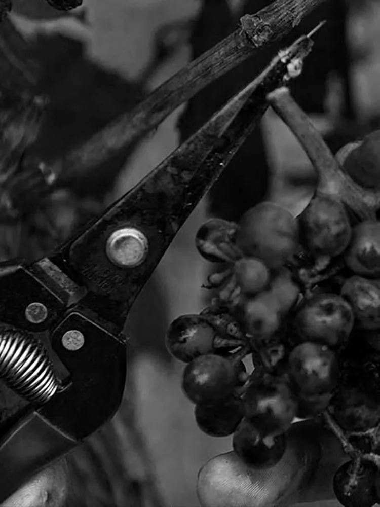 Saltram Wine Estate