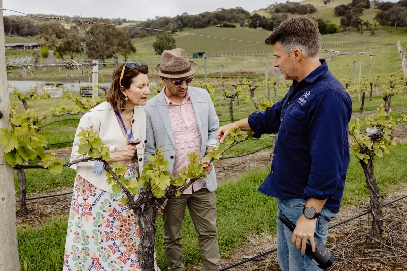 Mayfield Vineyard