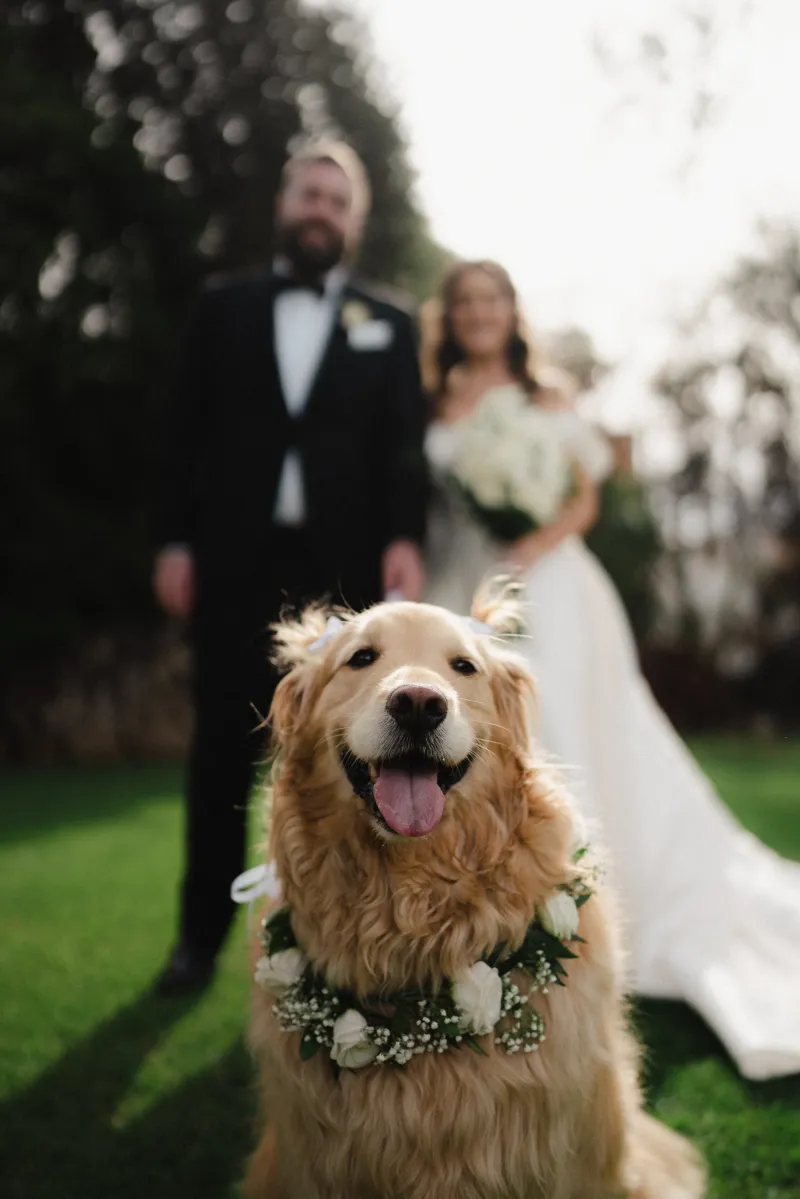 Eman Weddings