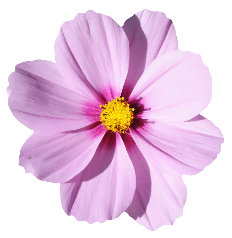 Flowers With Tika