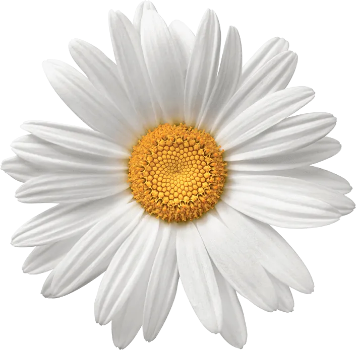 Flowers With Tika