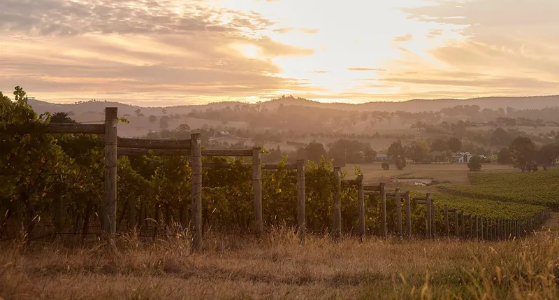 Immerse Winery