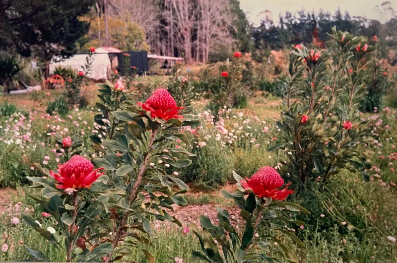 The Wildflowers Duo