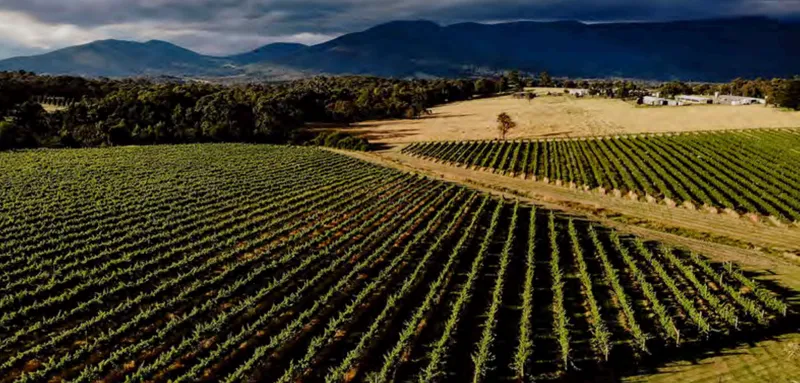 Bulong Estate Winery photo