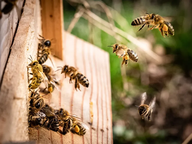 Hive & Harvest