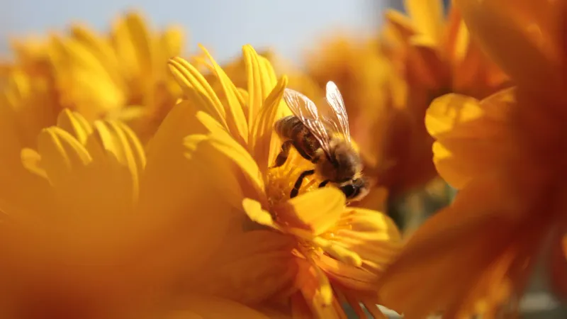 Hive & Harvest