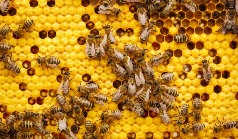 Hive & Harvest
